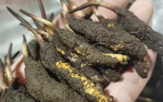 鮮冬蟲夏草保存全攻略：鎖住營(yíng)養(yǎng)不流失