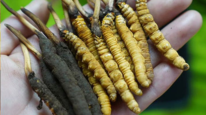 鮮冬蟲(chóng)夏草如何打粉末保存？實(shí)用指南來(lái)了