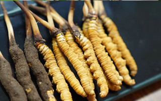 鮮冬蟲夏草什么季節(jié)最好？滋補(bǔ)時(shí)機(jī)大揭秘