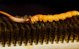 鮮冬蟲(chóng)夏草什么口感最好？探尋舌尖上的滋補(bǔ)美味? ? ? ?