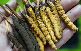 鮮冬蟲(chóng)夏草如何打粉末保存？實(shí)用指南來(lái)了