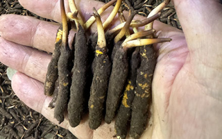 3000 條蟲草一克是幾只？深入解析蟲草規(guī)格與重量關系? ? ? ?