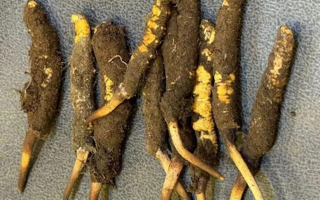 野生冬蟲夏草一斤多少錢？多維度價格解析