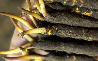 蟲草怎么存放比較好？科學(xué)保存指南