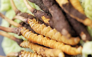 鮮蟲(chóng)草一根多少錢(qián)？多因素交織下的價(jià)格剖析