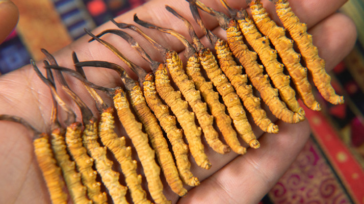 二級(jí)<a href=http://www.jiangnongst.com/jiage/ target=_blank class=infotextkey>冬蟲夏草的價(jià)格</a>一克