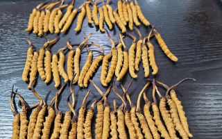 冬蟲(chóng)夏草是如何形成的？揭秘"軟黃金"的誕生之謎?