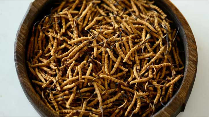 <a href=http://www.jiangnongst.com/jiage/ target=_blank class=infotextkey>冬蟲夏草價格</a>探秘:多因素交織下的市場行情