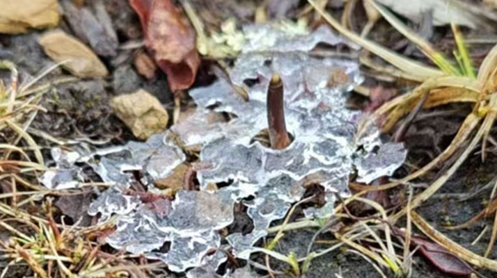 冬蟲夏草的冬季真容：冰封下的生命蟄伏