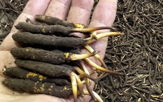 冬蟲夏草的科學保管：鎖住雪域珍寶的活性密碼?