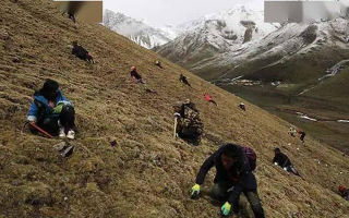 冬蟲夏草都是野生的嗎？探尋其生長的奧秘