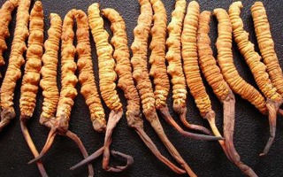干冬蟲夏草多少錢一斤？一文解析其價(jià)格密碼