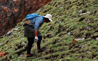 冬蟲夏草什么時(shí)候采挖？最佳采挖時(shí)節(jié)與科學(xué)依據(jù)