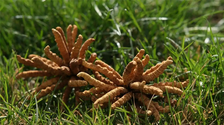 正宗冬蟲夏草一斤多少錢？多因素交織下的價(jià)格解析