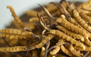 冬蟲夏草特級多少錢一克？多因素交織下的價格探秘