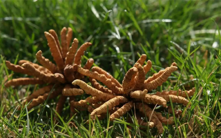 正宗冬蟲夏草一斤多少錢？多因素交織下的價(jià)格解析