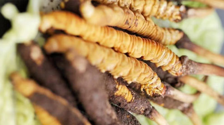 什么季節(jié)挖<a href=http://www.jiangnongst.com/xinxian/ target=_blank class=infotextkey>新<a href=http://www.jiangnongst.com/xinxian/ target=_blank class=infotextkey>鮮冬蟲夏草</a></a>？把握黃金采挖期