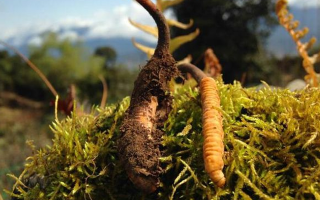 如何挑選新鮮冬蟲夏草？掌握這幾個(gè)關(guān)鍵要點(diǎn)