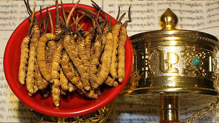 <a href=http://www.jiangnongst.com/gongxiao/ target=_blank class=infotextkey><a href=http://www.jiangnongst.com/gongxiao/ target=_blank class=infotextkey><a href=http://www.jiangnongst.com/yangsheng/ target=_blank class=infotextkey>冬蟲夏草的功效</a></a></a>解析：傳統(tǒng)珍寶的現(xiàn)代價(jià)值