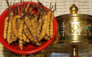 冬蟲夏草的功效解析：傳統(tǒng)珍寶的現(xiàn)代價(jià)值