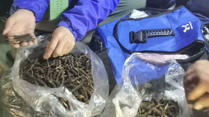 <a href=http://www.jiangnongst.com/xinxian/ target=_blank class=infotextkey>新<a href=http://www.jiangnongst.com/xinxian/ target=_blank class=infotextkey>鮮冬蟲夏草</a></a>的正確食用指南