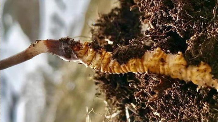 探秘純天然野生新鮮冬蟲夏草：滋補(bǔ)珍品的自然饋贈(zèng)