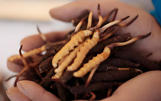 小孩可以喝冬蟲夏草嗎？科學(xué)看待兒童滋補(bǔ)問題