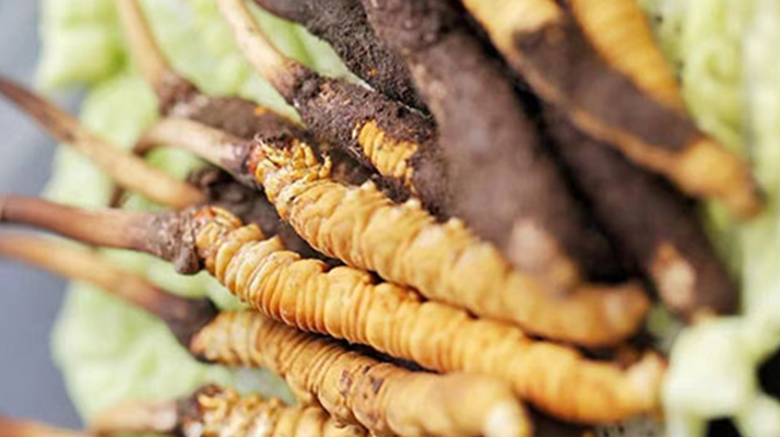 冬蟲夏草適合產后婦女嗎？科學滋補與恢復指南