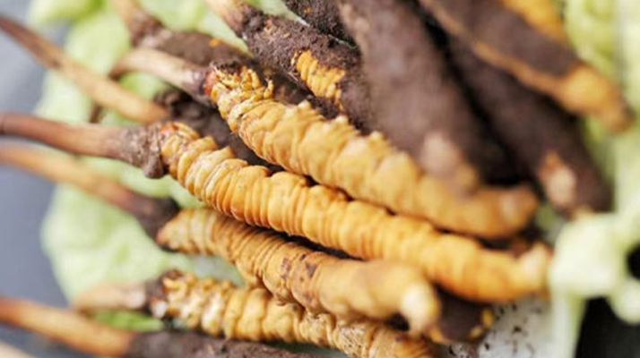 鮮冬蟲夏草的形態(tài)特征詳解