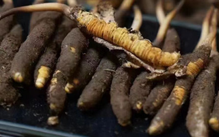 冬蟲夏草適合哪些人群？精準滋補指南