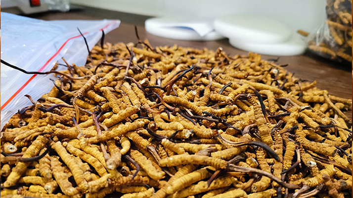 一根<a href=http://www.jiangnongst.com/jiage/ target=_blank class=infotextkey>冬蟲夏草多少錢</a>？解密單根蟲草的價(jià)格玄機(jī)