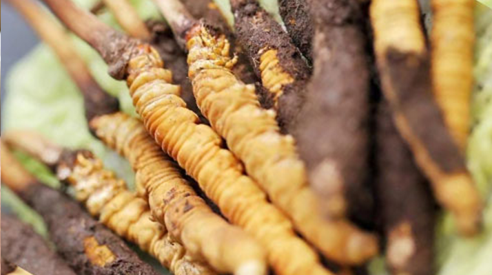 水煮<a href=http://www.jiangnongst.com/xinxian/ target=_blank class=infotextkey>鮮冬蟲夏草</a>的最佳方法：鎖住營養(yǎng)的科學烹煮指南