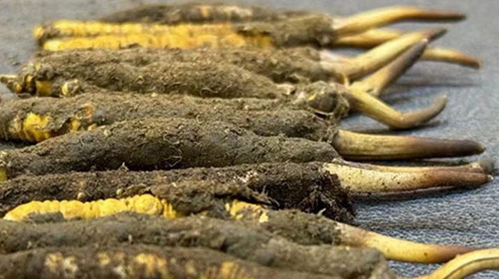 一根鮮<a href=http://www.jiangnongst.com/jiage/ target=_blank class=infotextkey>冬蟲(chóng)夏草多少錢(qián)</a>？影響價(jià)格的核心因素解析