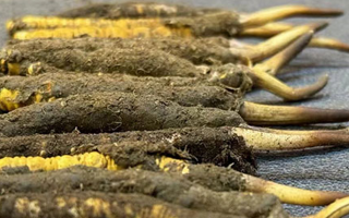 一根鮮冬蟲(chóng)夏草多少錢(qián)？影響價(jià)格的核心因素解析