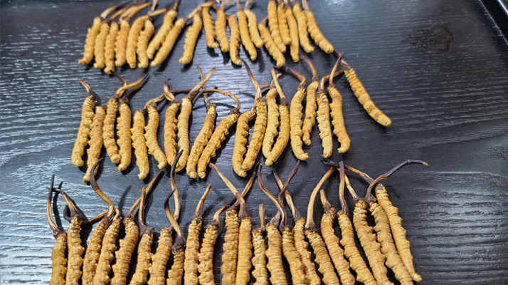 冬蟲夏草:價(jià)值光環(huán)下的真相與爭議