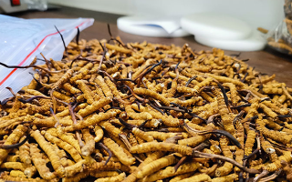 冬蟲夏草長大是什么樣