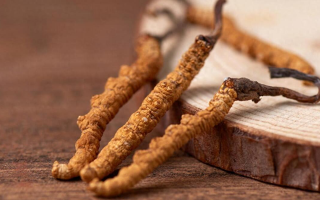 吃冬蟲夏草的好處有哪些？科學(xué)解讀這株"雪山黃金"的養(yǎng)生價(jià)值