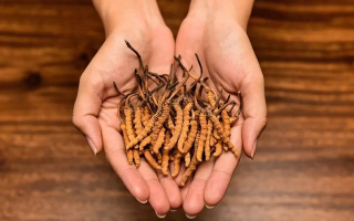 去哪里買真冬蟲夏草？揭秘正品蟲草的可靠購買渠道