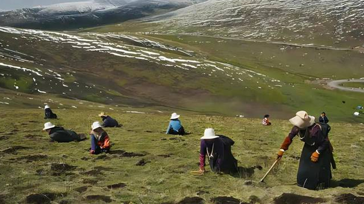 西藏鮮冬蟲夏草<a href=http://www.jiangnongst.com/ target=_blank class=infotextkey><a href=http://www.jiangnongst.com/s/nqcc/ target=_blank class=infotextkey>那曲蟲草</a></a>