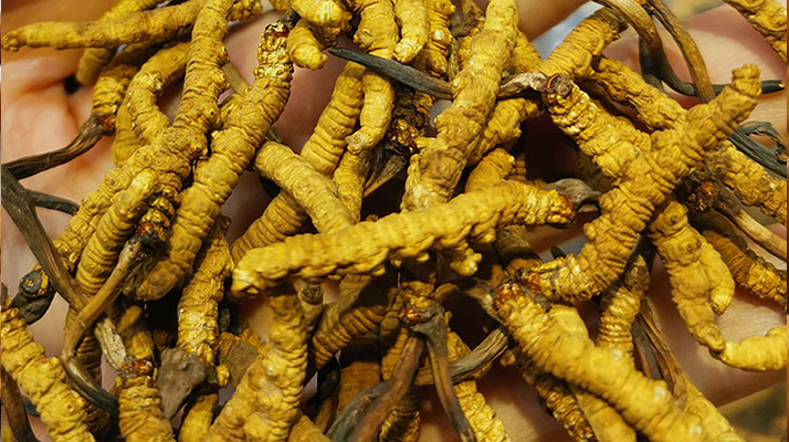 冬蟲(chóng)夏草優(yōu)劣的區(qū)別