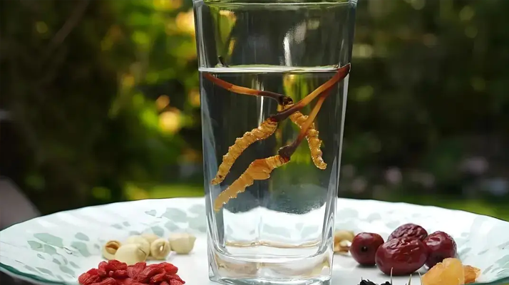 冬蟲夏草泡水會變大嗎