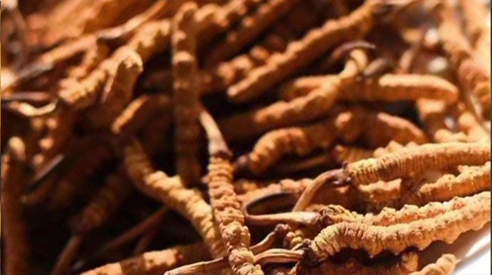 野生<a href=http://www.jiangnongst.com/jiage/ target=_blank class=infotextkey>冬蟲夏草多少錢</a>一克