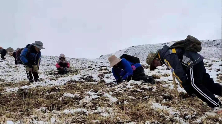 冬蟲夏草在哪采收最多