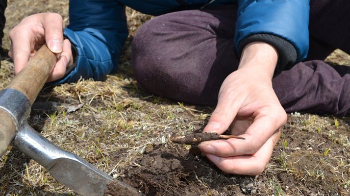 怎樣鑒別<a href=http://www.jiangnongst.com/tag/6.html target=_blank class=infotextkey>冬蟲(chóng)夏草的產(chǎn)地</a>