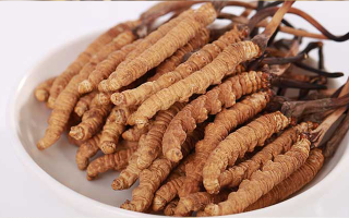 冬蟲夏草如何區(qū)別好壞