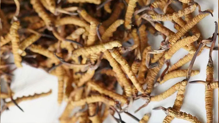 天然<a href=http://www.jiangnongst.com/jiage/ target=_blank class=infotextkey>冬蟲夏草多少錢</a>一克