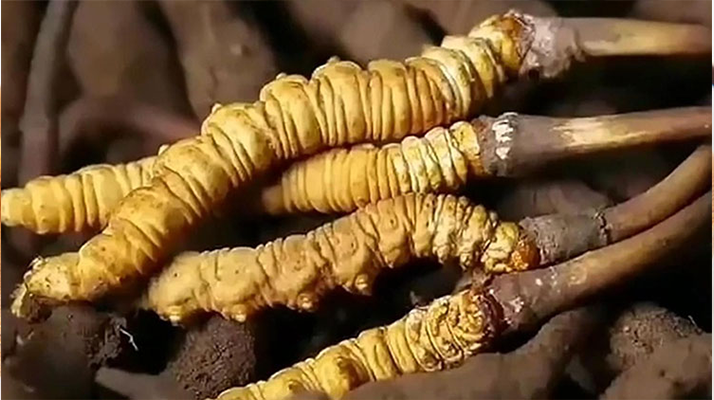 <a href=http://www.jiangnongst.com/ target=_blank class=infotextkey><a href=http://www.jiangnongst.com/s/nqcc/ target=_blank class=infotextkey>那曲蟲(chóng)草</a></a>展銷會(huì)暨巴青采集體驗(yàn)活動(dòng)啟幕