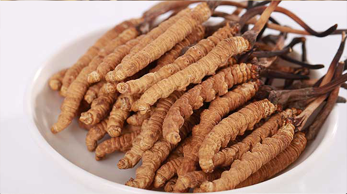 冬蟲夏草每日用量幾克