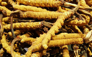 一斤冬蟲夏草價(jià)格是多少