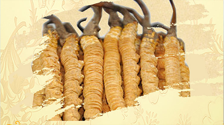 <a href=http://www.jiangnongst.com/ target=_blank class=infotextkey>冬蟲夏草</a>夏天如何保存